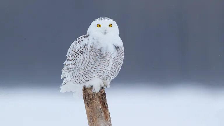 Snowy Owl