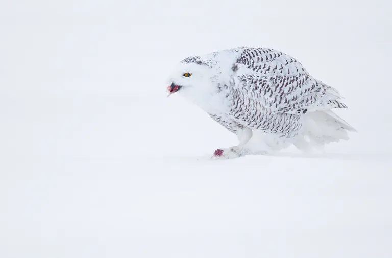 Snowy Owl