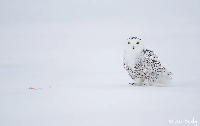 Snowy Owl
