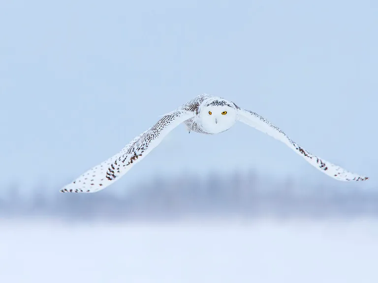 Snowy Owl