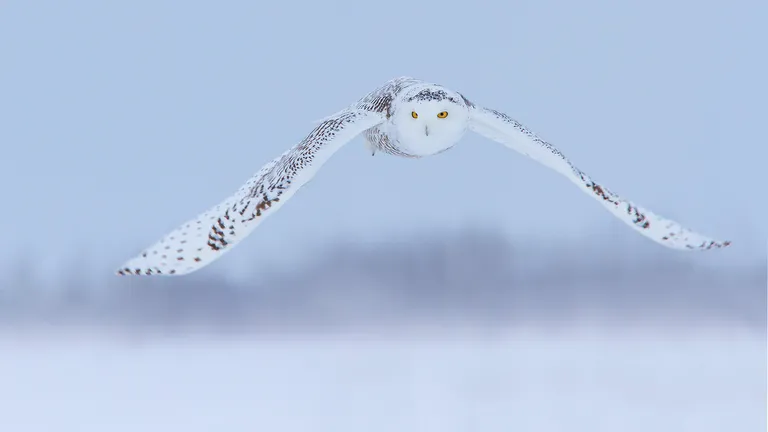 Snowy Owl