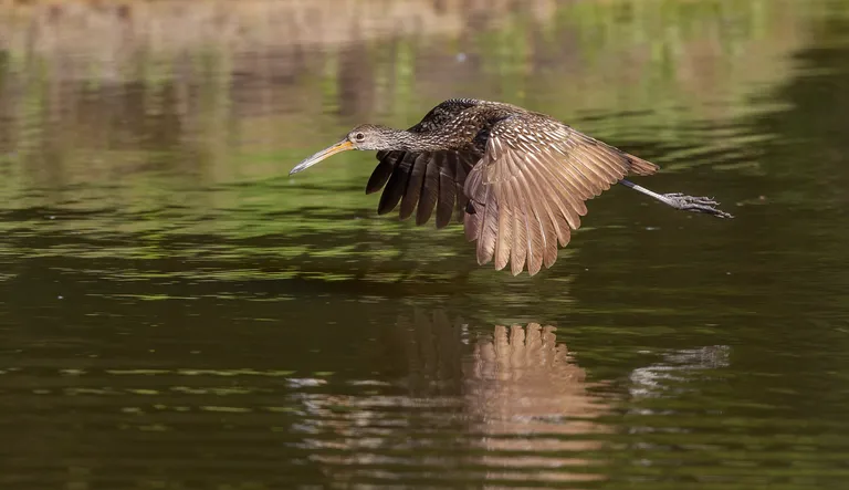 Limpkin