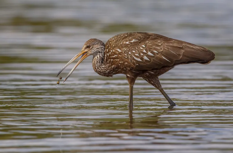 Limpkin