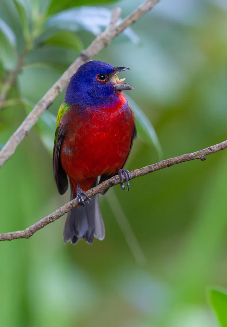 Painted Bunting, male