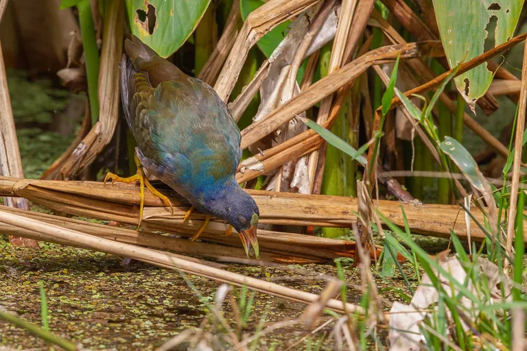 Purple Gallinule