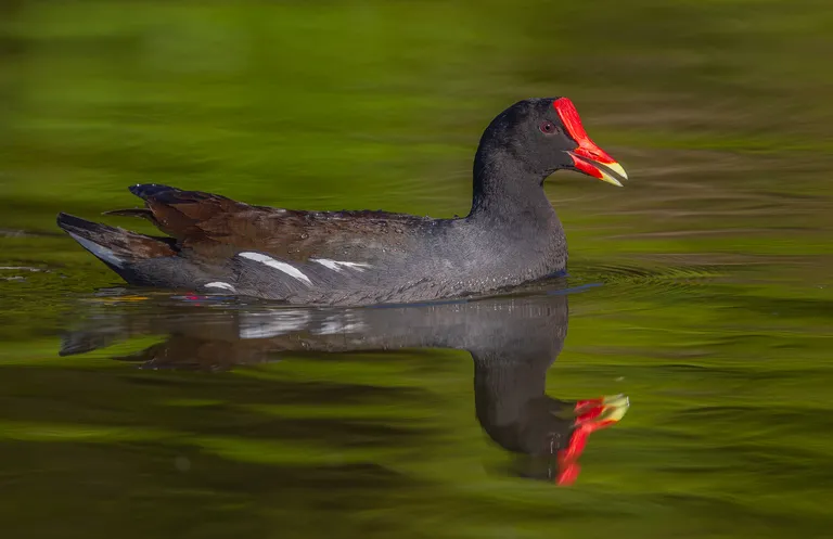 Common Gallinule / Common Moorhen