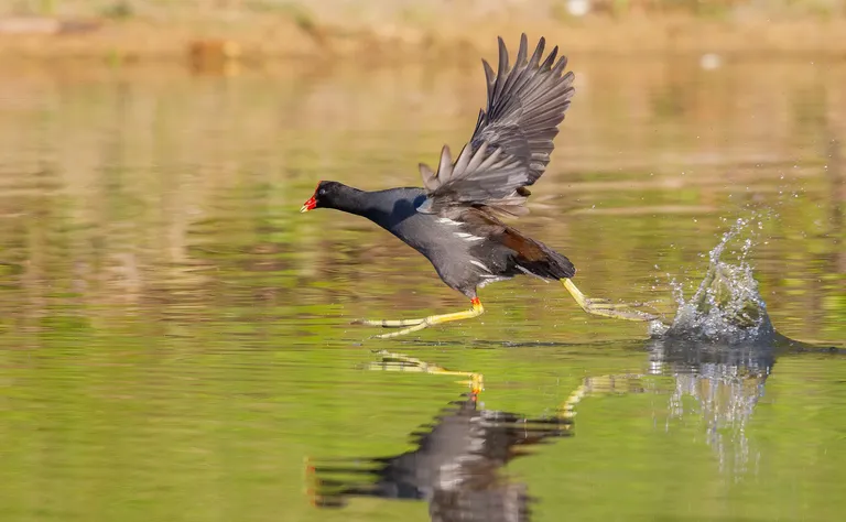 Common Gallinule / Common Moorhen