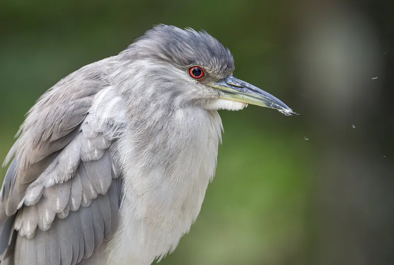 Black-crowned Night-Heron