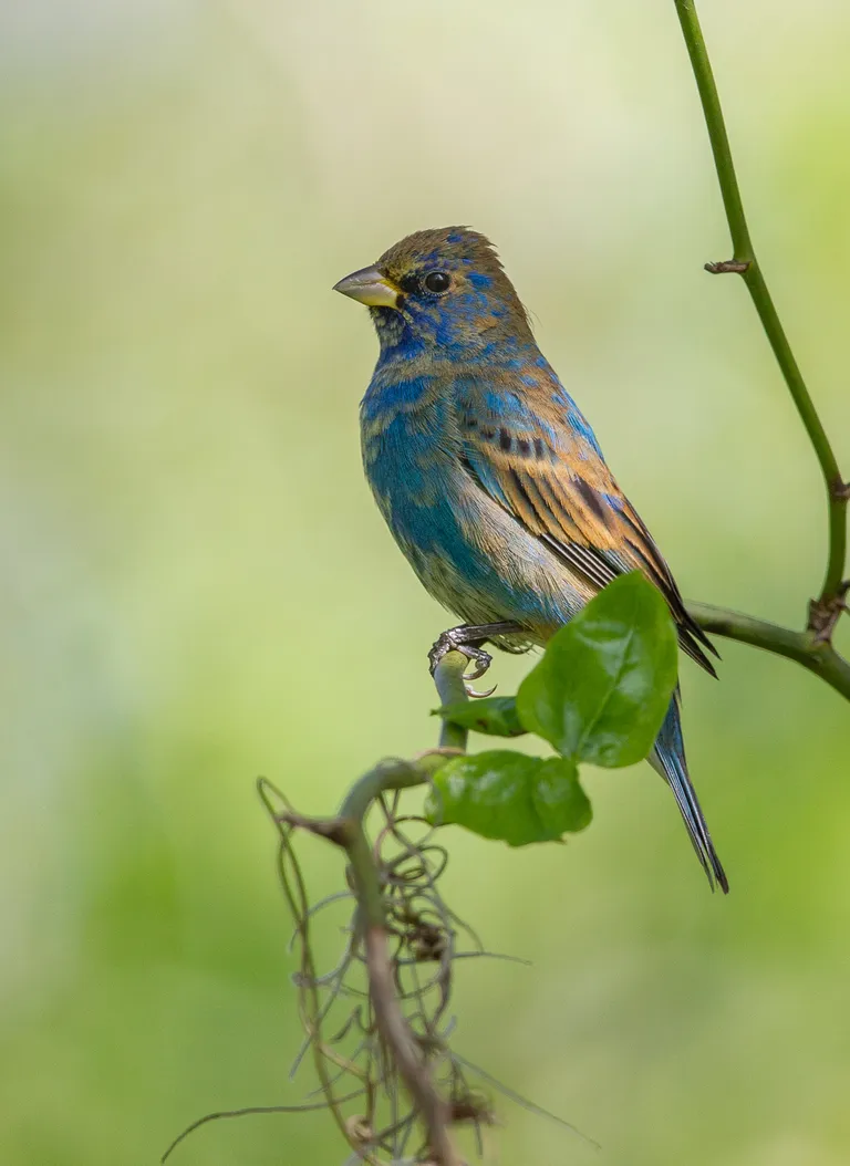 Indigo Bunting, immature male