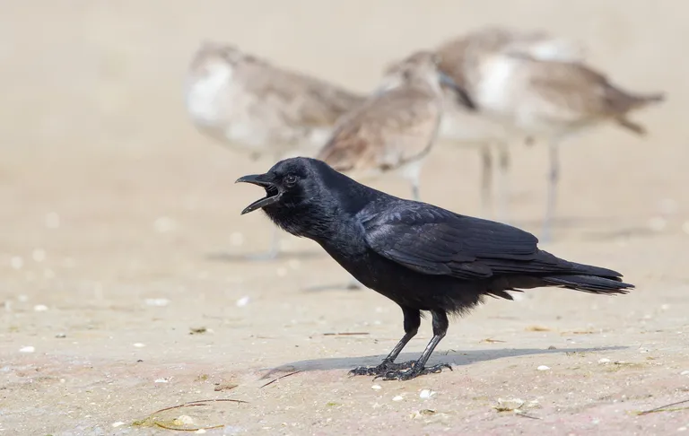 Fish Crow