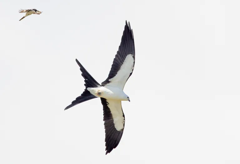 Swallow-tailed Kite (Loggerhead Shrike)