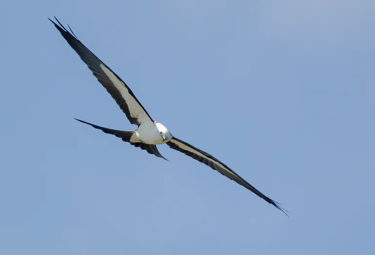 Swallow-tailed Kite
