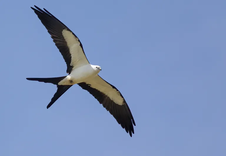 Swallow-tailed Kite
