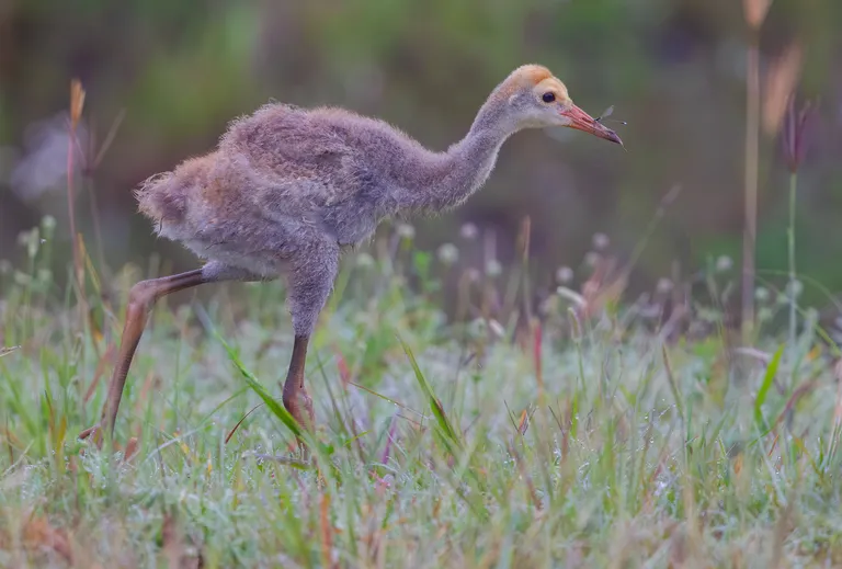 Sandhill Crane colt