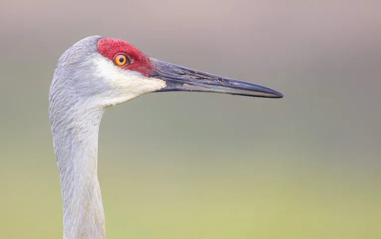 Sandhill Crane
