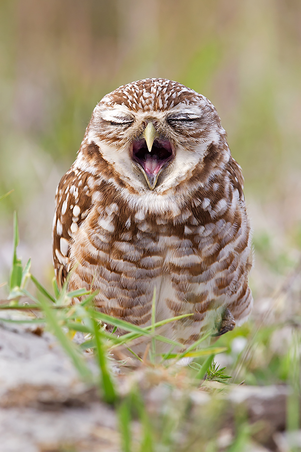 Burrowing Owl