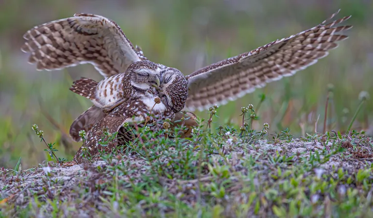 Burrowing Owl (mating)