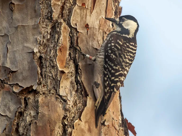 Red-cockaded Woodpecker