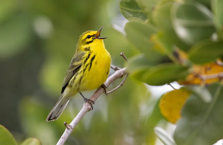 Prairie Warbler