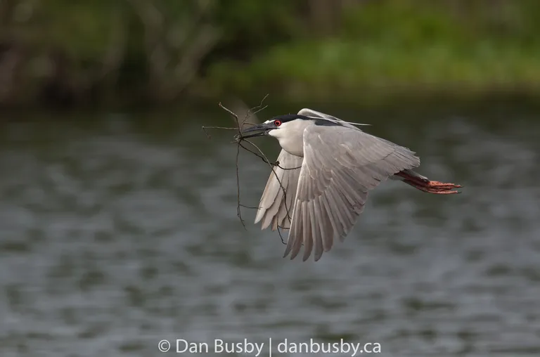 Black-crowned Night-Heron