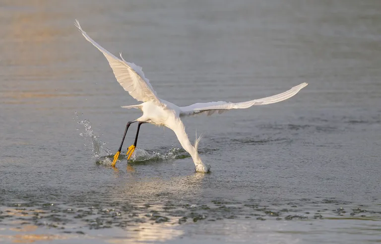 Snowy Egret