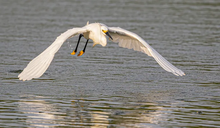 Snowy Egret