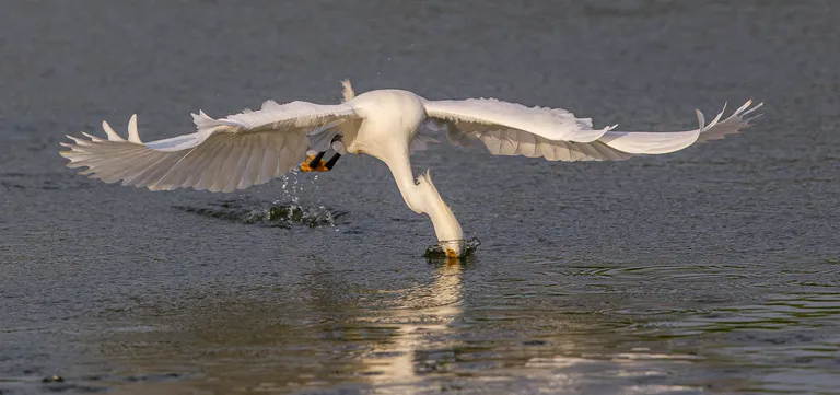 Snowy Egret