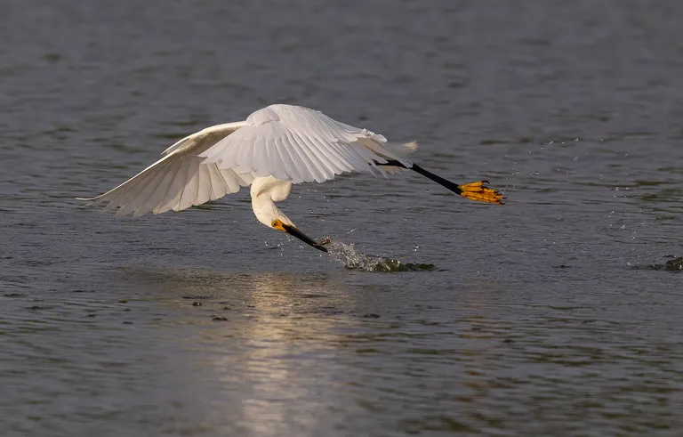 Snowy Egret