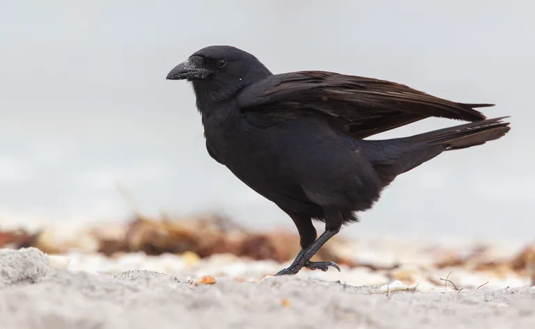 Fish Crow