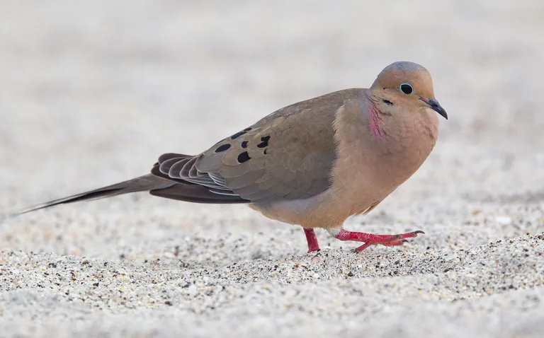 Mourning Dove
