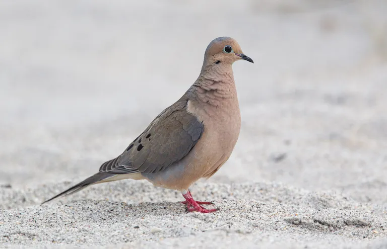 Mourning Dove