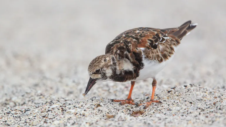 Ruddy Turnstone