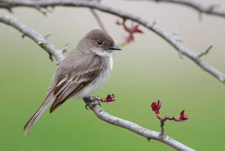 Eastern Phoebe