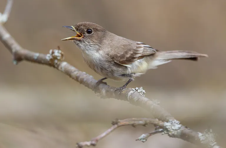 Eastern Phoebe