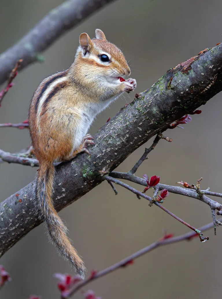 Eastern Chipmunk