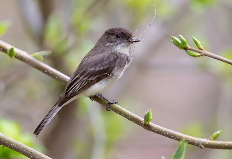 Eastern Phoebe