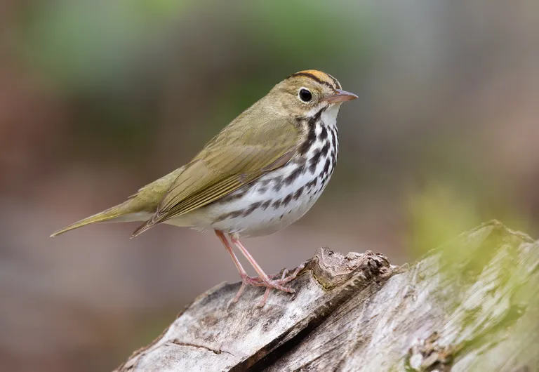 Ovenbird