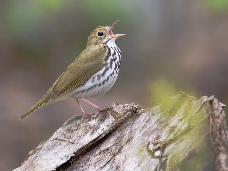 Ovenbird