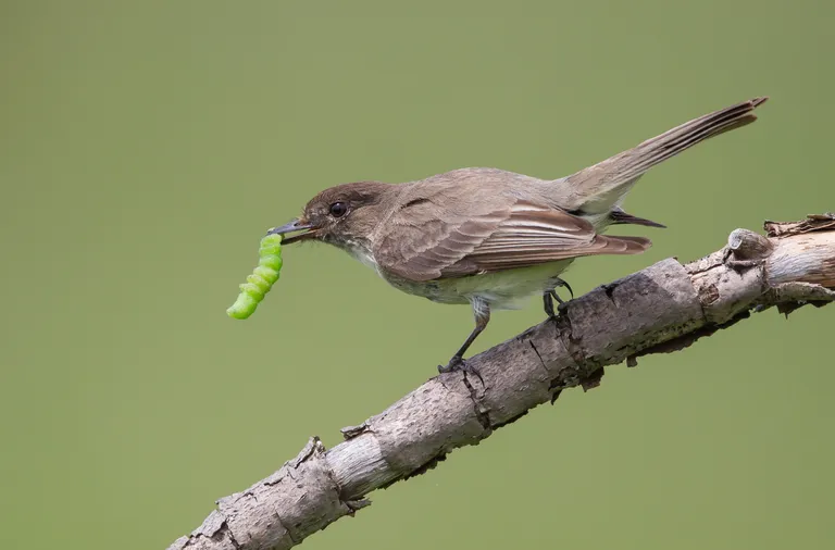 Eastern Phoebe