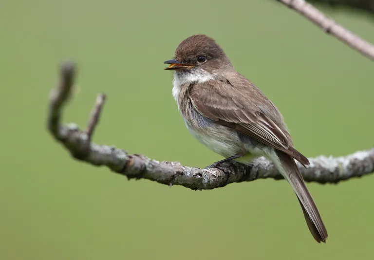 Eastern Phoebe