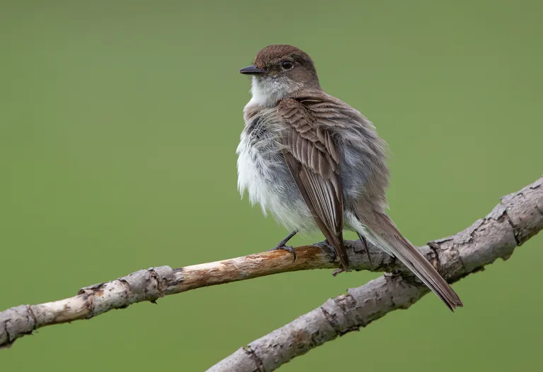 Eastern Phoebe