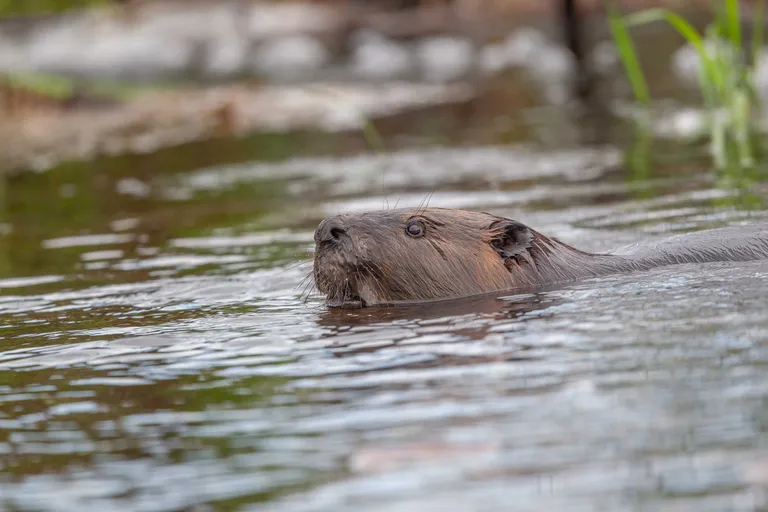 Beaver
