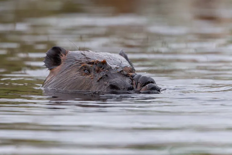 Beaver