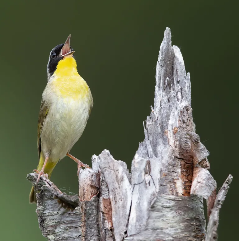 Common Yellowthroat, male
