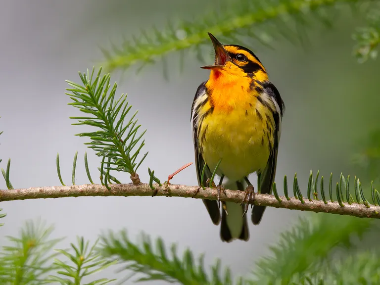 Blackburnian Warbler, male