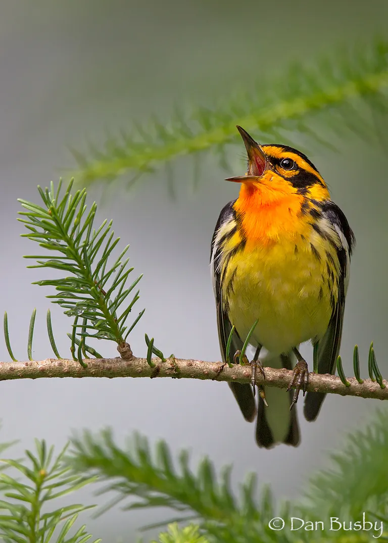 Blackburnian Warbler