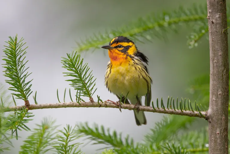 Blackburnian Warbler, male