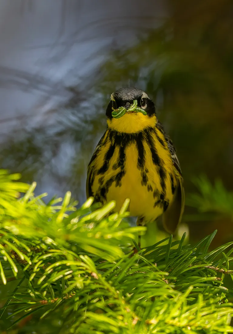 Magnolia Warbler, male