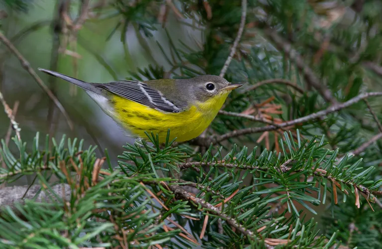 Magnolia Warbler, female