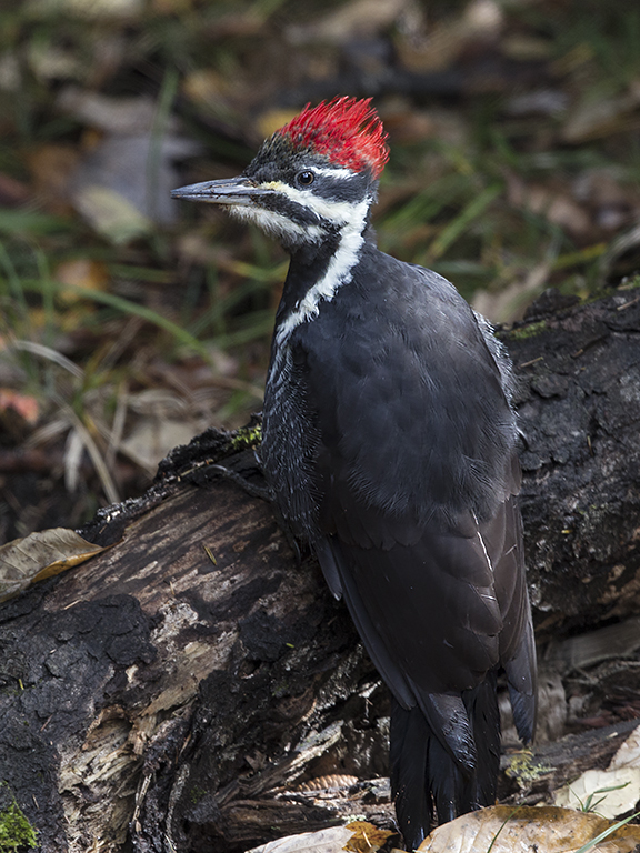 Pileated Woodpecker, juvenile